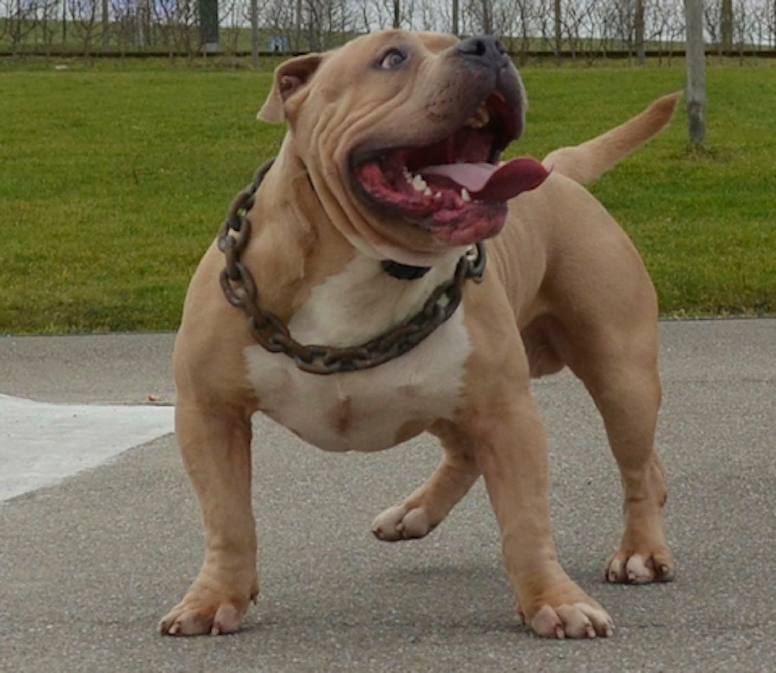 Dog Featured Image