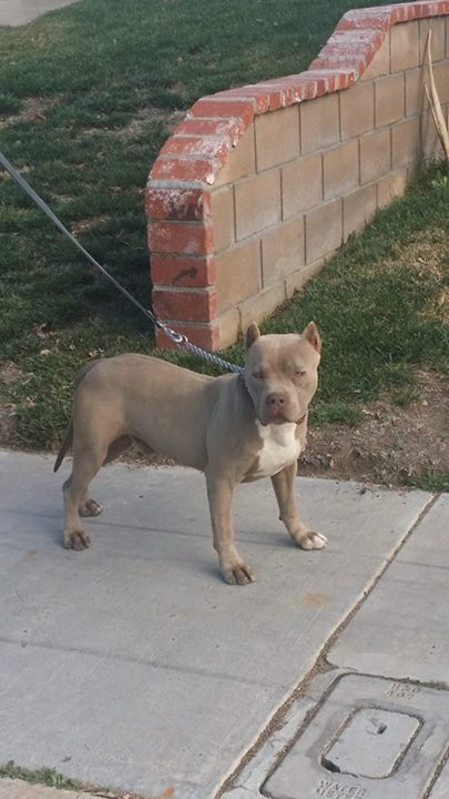 Dog Featured Image