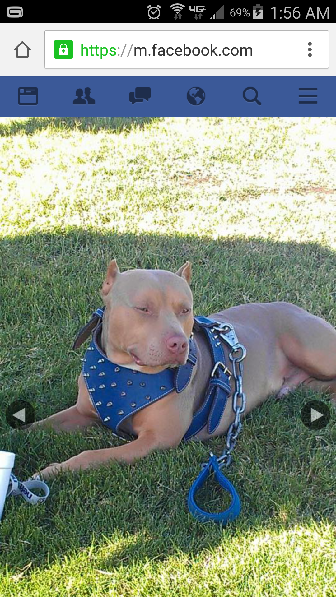 Dog Featured Image