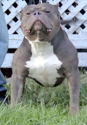 Dog Featured Image