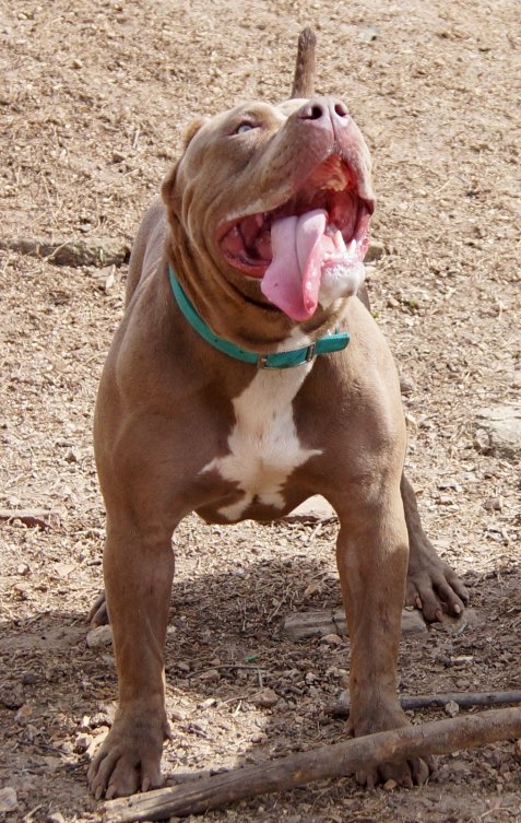 Dog Featured Image
