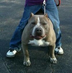 Dog Featured Image