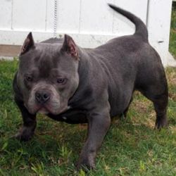 Dog Featured Image