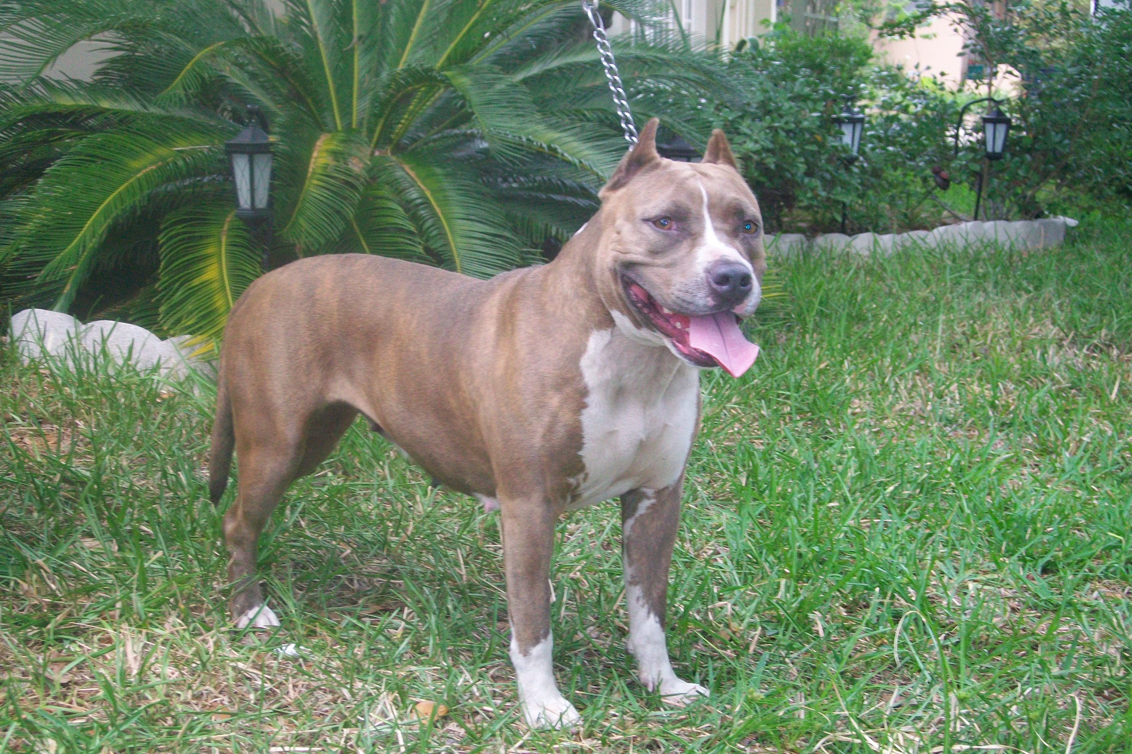 Dog Featured Image