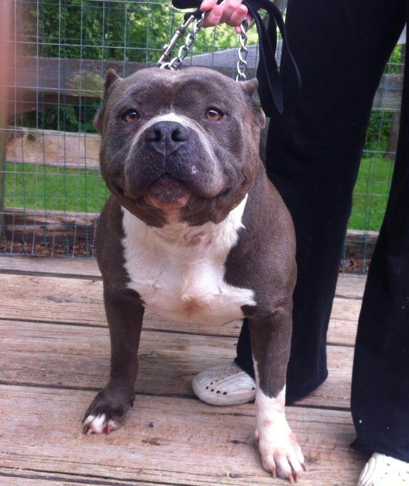 Dog Featured Image