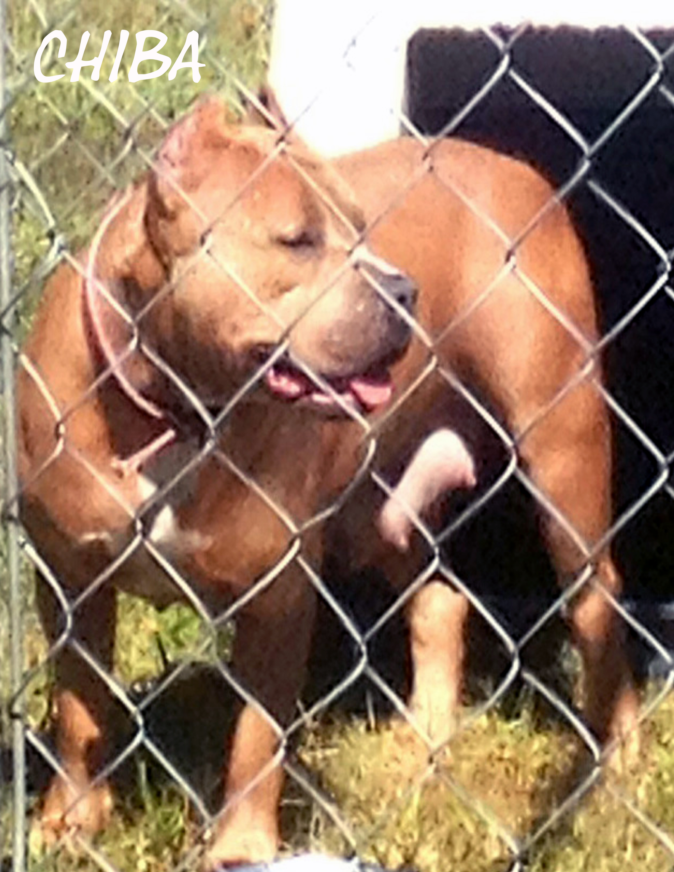Dog Featured Image