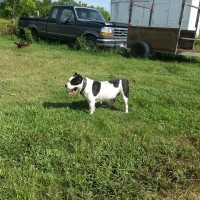 Dog Featured Image
