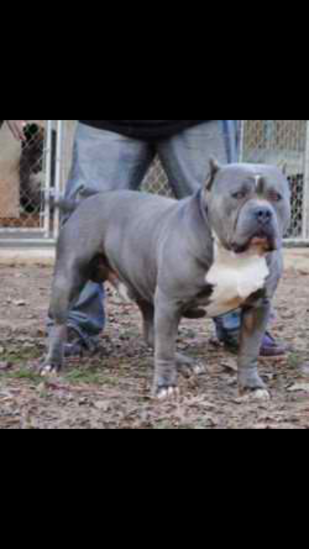 Dog Featured Image