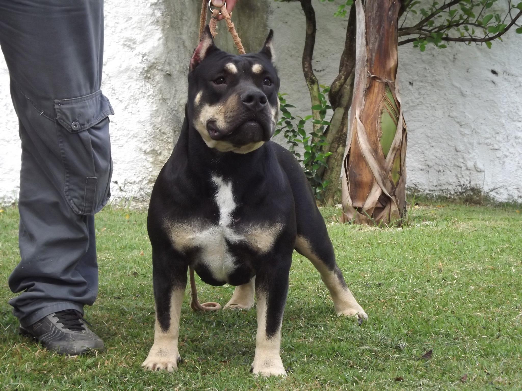 Dog Featured Image
