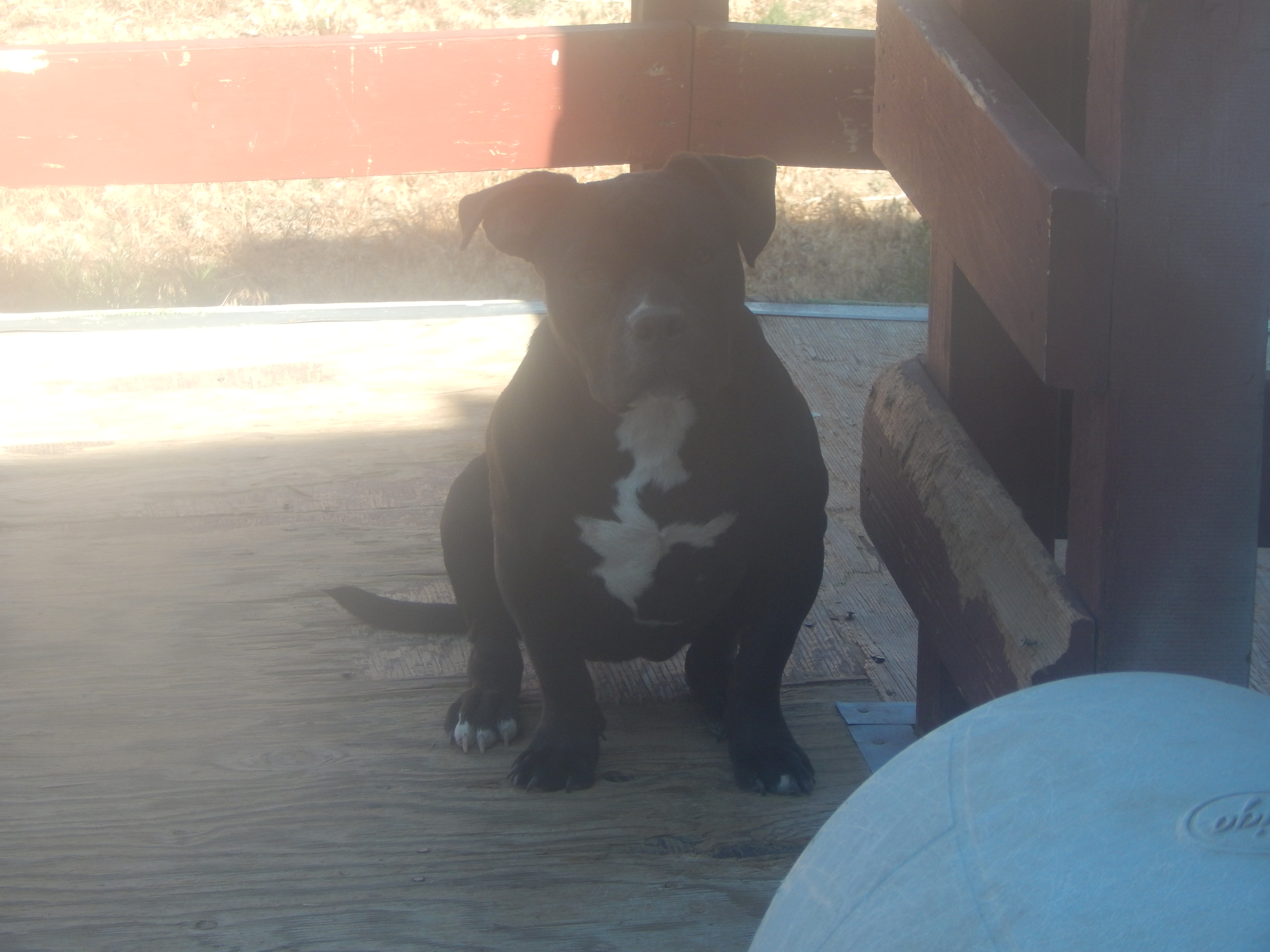 Dog Featured Image