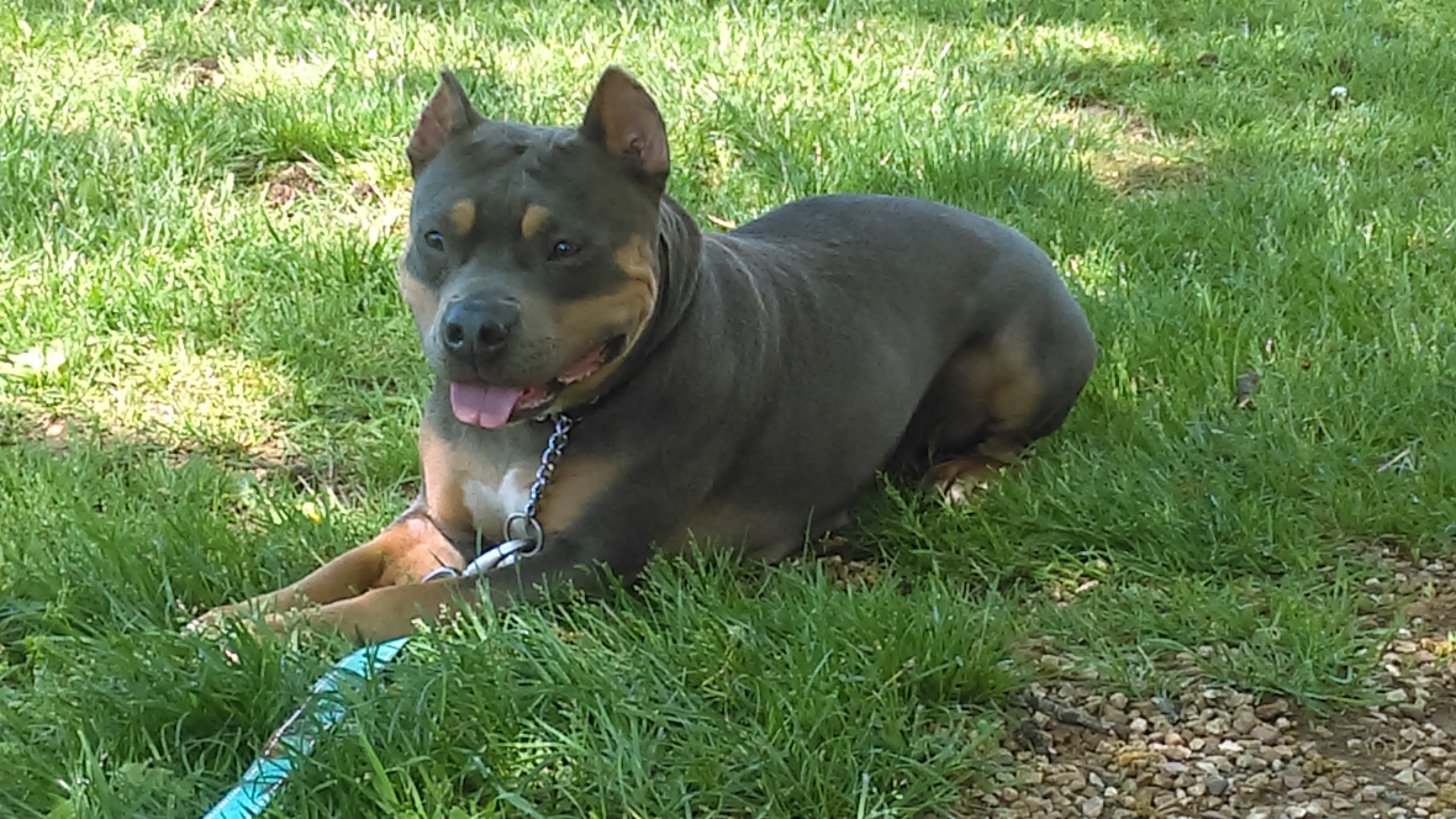 Dog Featured Image