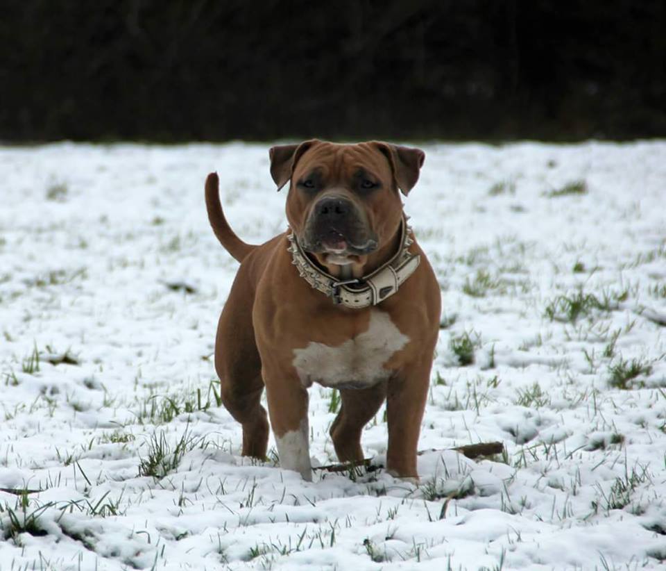 Dog Featured Image