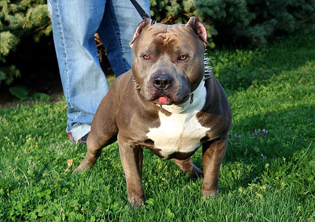 Dog Featured Image