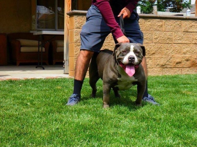 Dog Featured Image