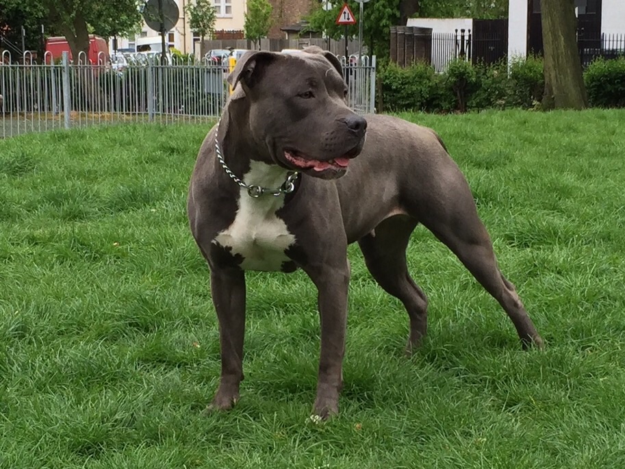 Dog Featured Image