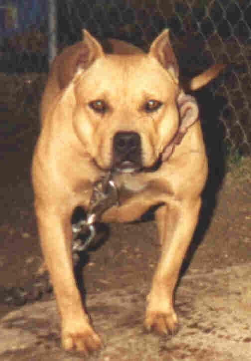 Dog Featured Image