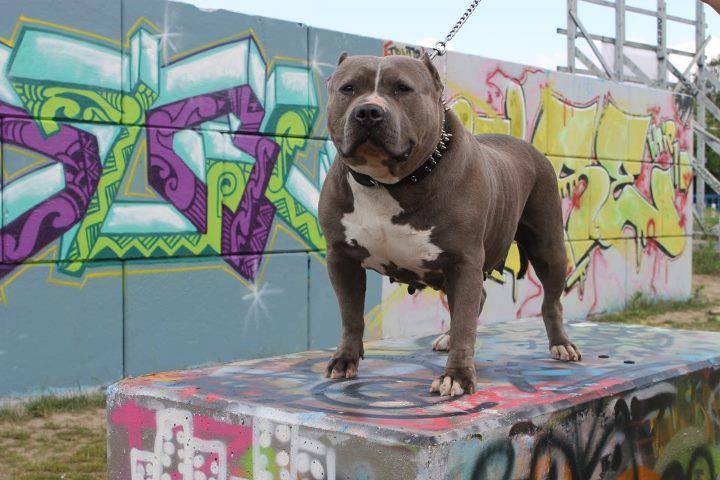 Dog Featured Image