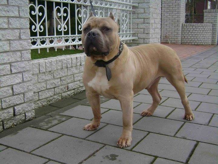 Dog Featured Image