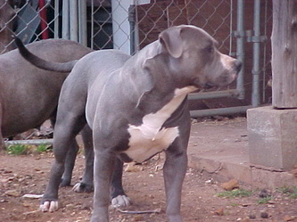 Dog Featured Image