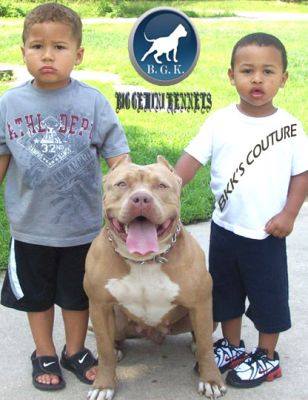 Dog Featured Image