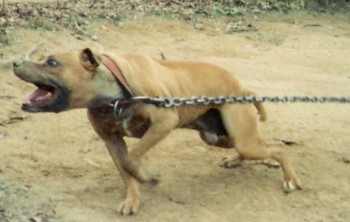 Dog Featured Image