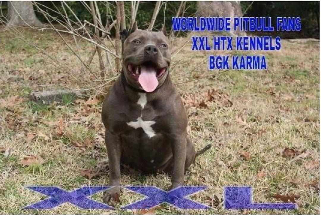 Dog Featured Image