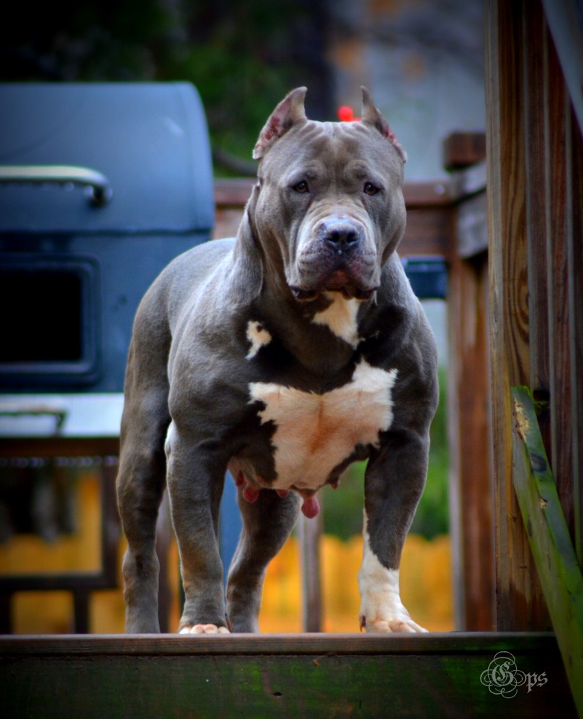 Dog Featured Image