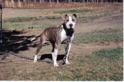 Dog Featured Image