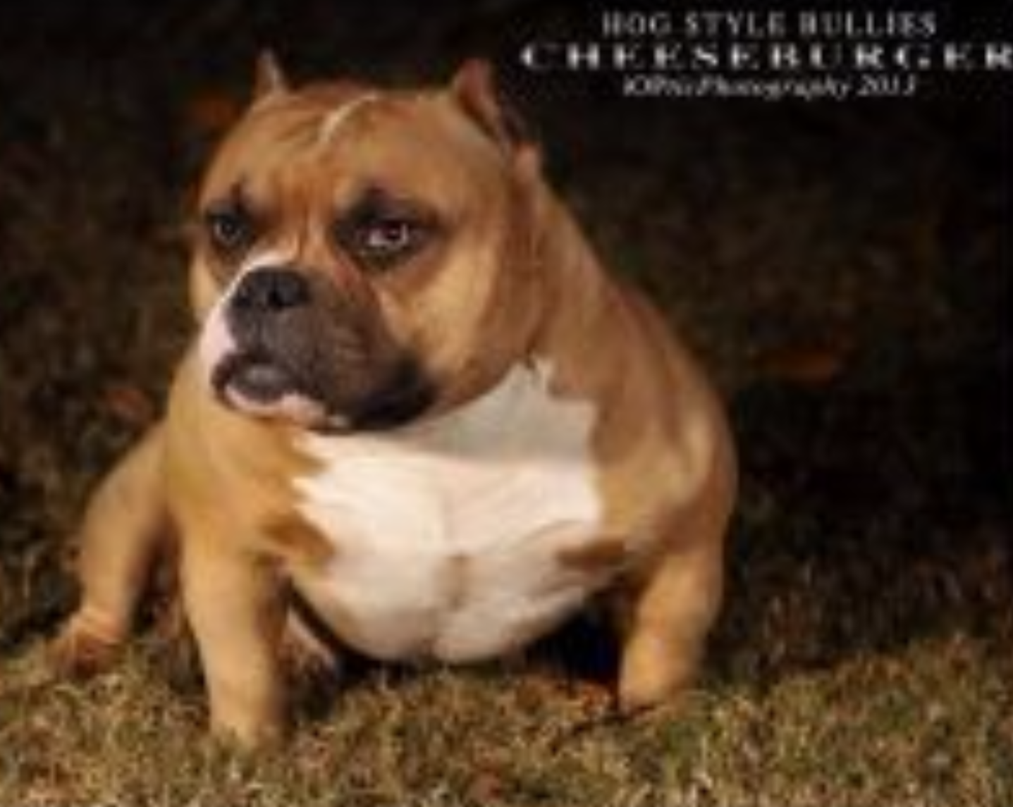 Dog Featured Image