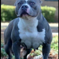 Dog Featured Image