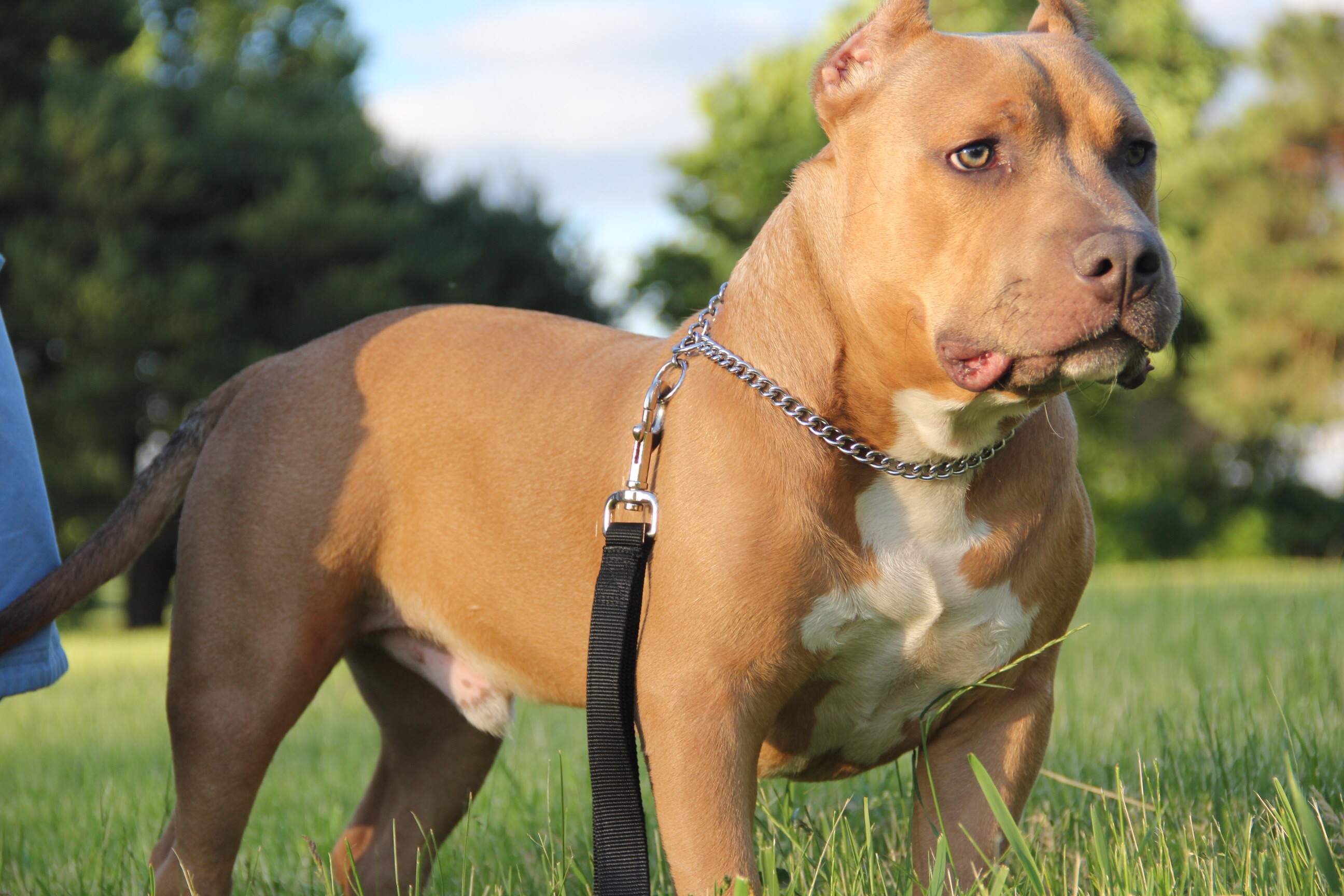 Dog Featured Image