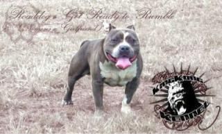 Dog Featured Image