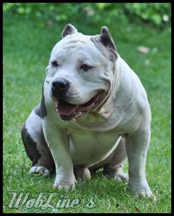 Dog Featured Image