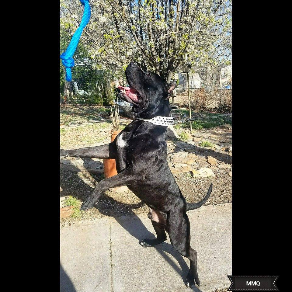 Dog Featured Image