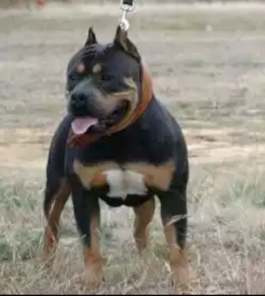 Dog Featured Image