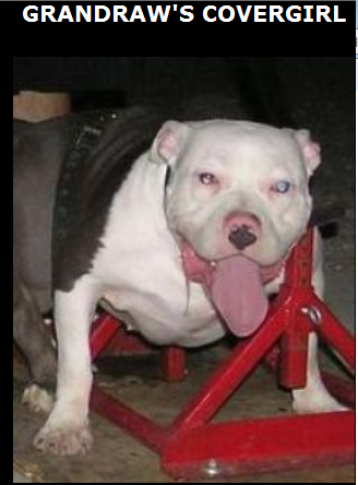 Dog Featured Image