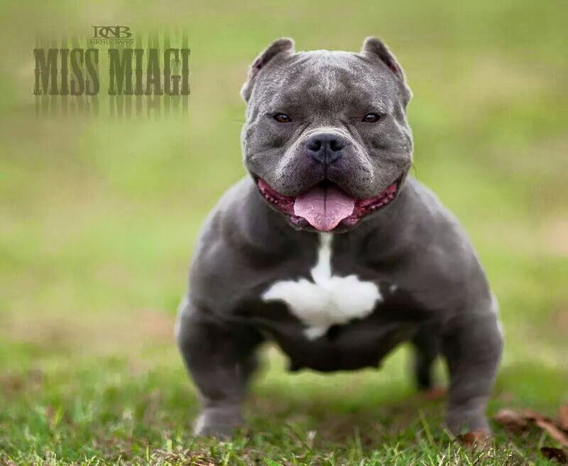 american bully mr miagi