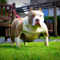 Dog Featured Image