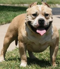 Dog Featured Image