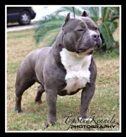 Dog Featured Image