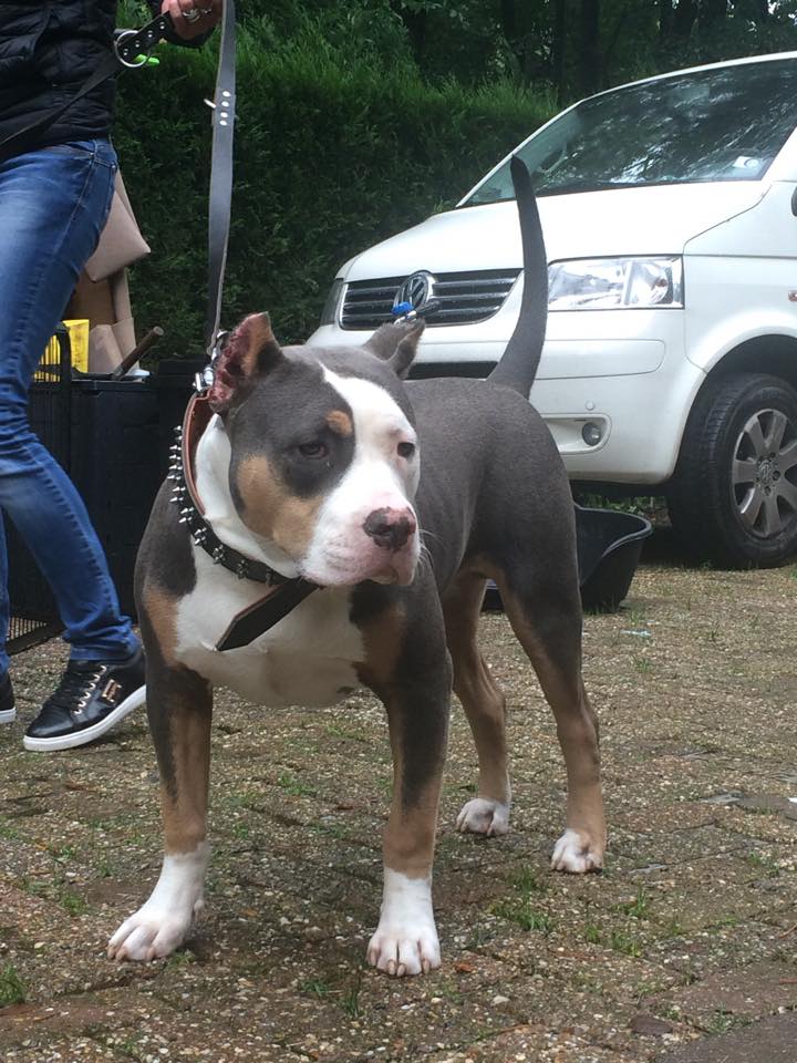 Dog Featured Image