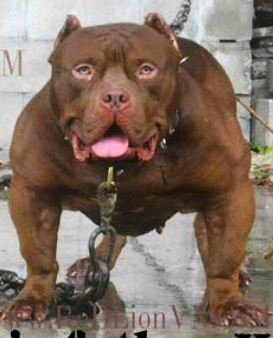 Dog Featured Image