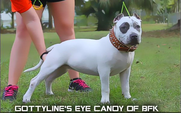 Dog Featured Image