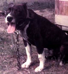 Dog Featured Image
