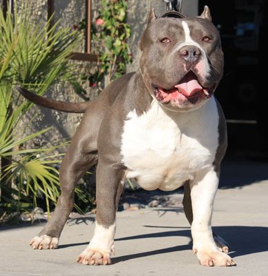 Dog Featured Image