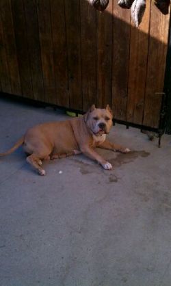 Dog Featured Image