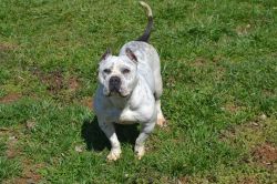 Dog Featured Image