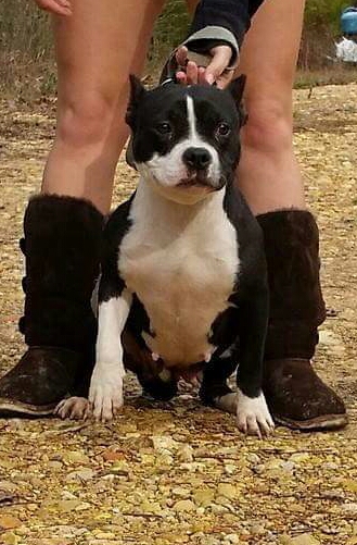 Dog Featured Image