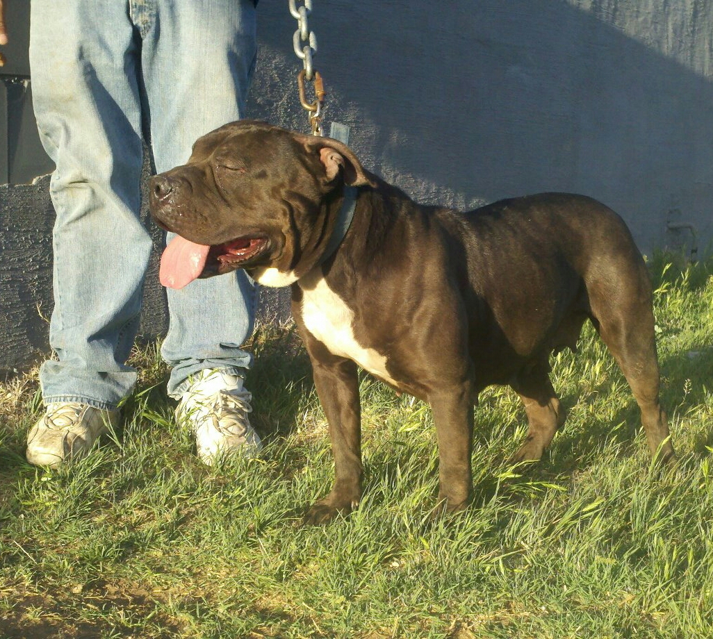 Dog Featured Image