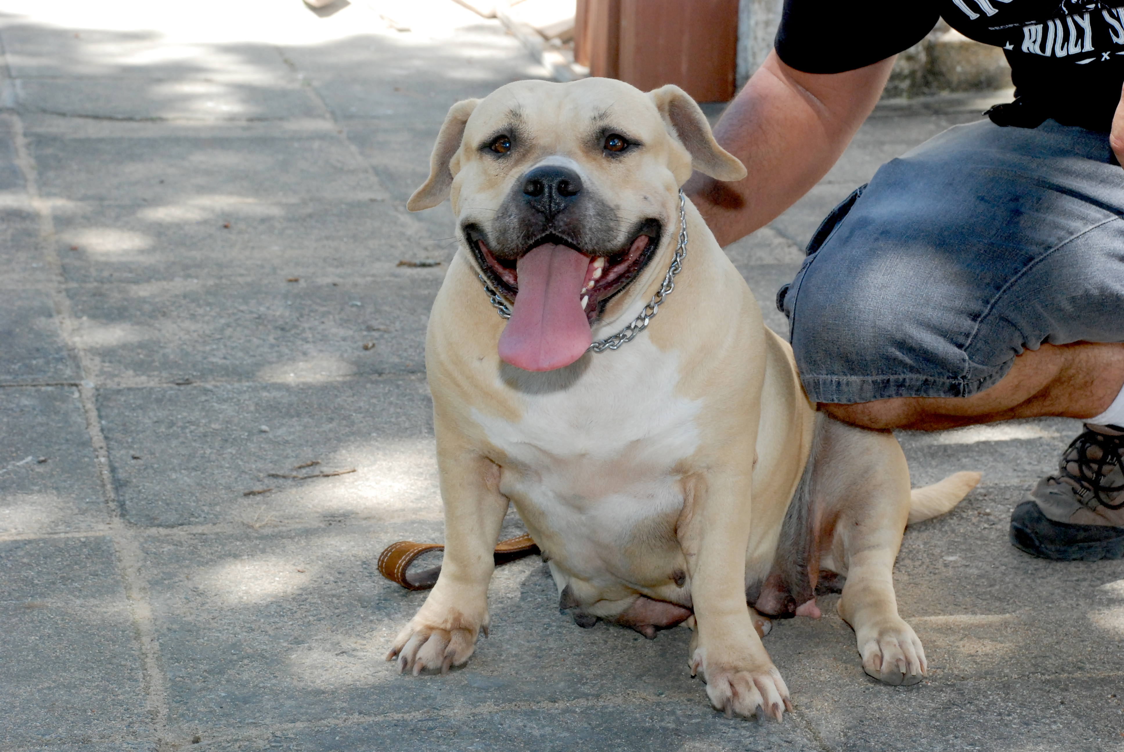 Dog Featured Image